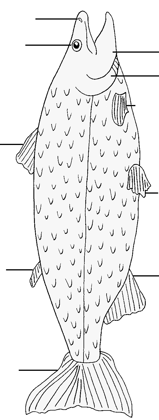 A Salmon's Body